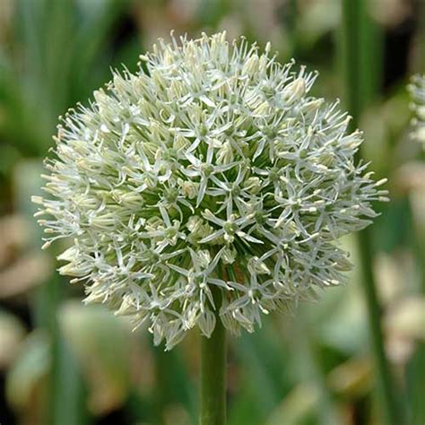 Allium 'Mont Blanc'  bestellen